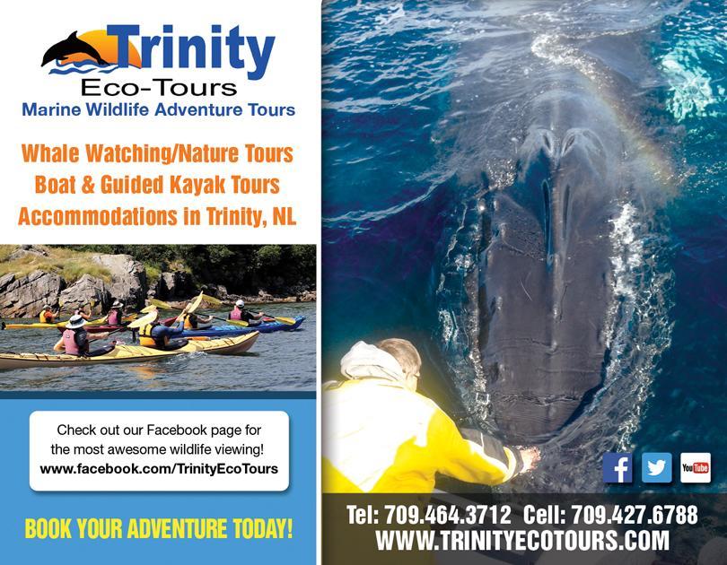 Trinity Eco-Tours Lodge Exteriör bild